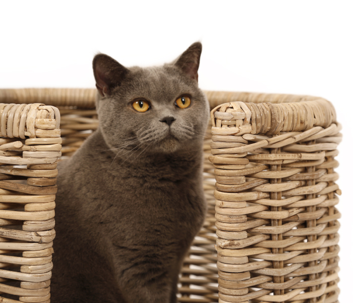 51 Degrees North - Sleep - All Year Rattan Cat baskets Thumbnail
